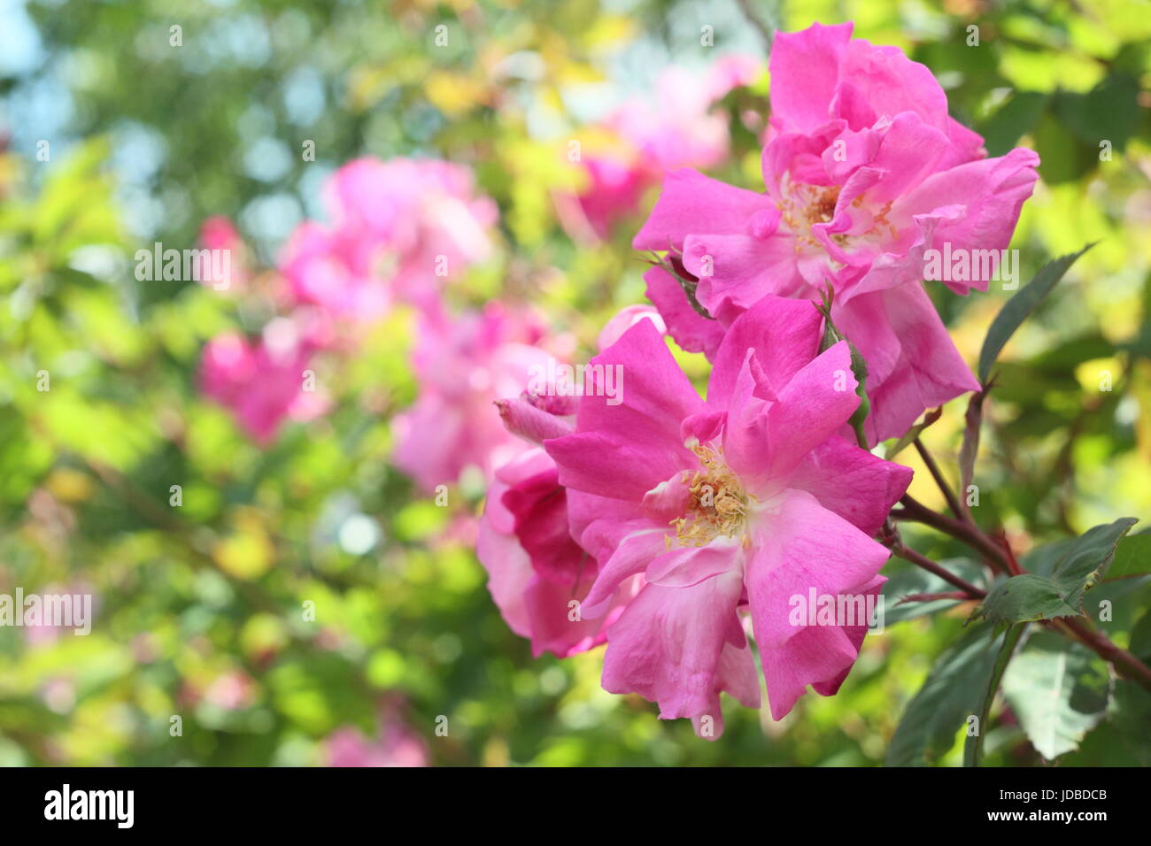 Rose etiquetados o marcados como 'Rosa l'heritieranea' ('Rambling Rose"), un viejo, boursault variedad aumentó en plena floración, (Junio) - REINO UNIDO Foto de stock