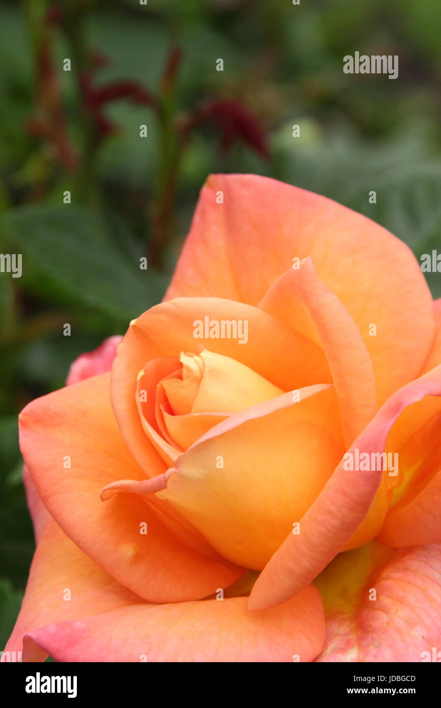 Rosa 'Nueva vida' (Cocwarble) floración en junio en la frontera de Inglés un jardín de rosas, UK Foto de stock