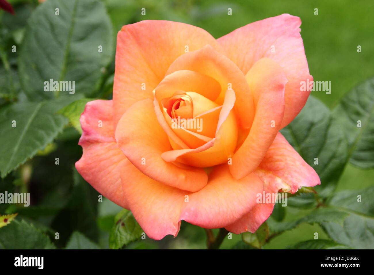 Rosa 'Nueva vida' (Cocwarble) floración en junio en la frontera de Inglés un jardín de rosas, UK Foto de stock