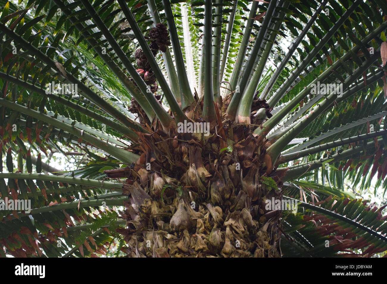Encephalartos laurentianus arbusto. Subtropical perenne de cícadas palm  como planta con rojo verde en forma de conos. Cycas Fotografía de stock -  Alamy