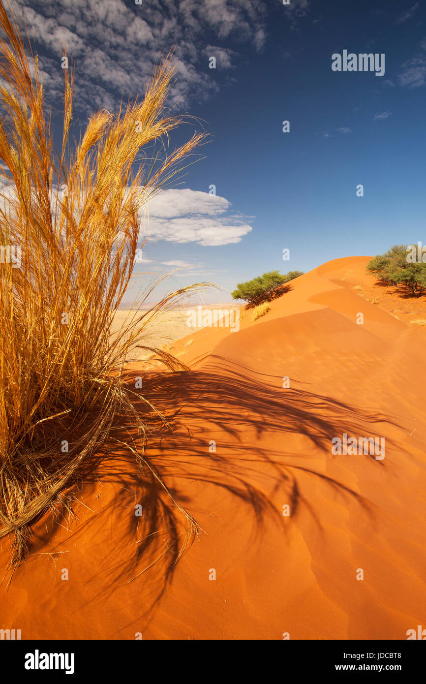Dunas del desierto de arena roja y pasto seco retrato paisaje postal de Sossusvlei Namibia Foto de stock