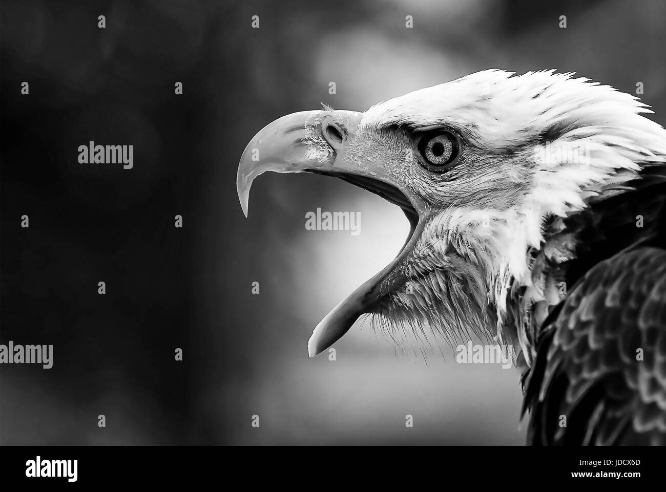 Un retrato de un águila calva chillando en B&W Foto de stock