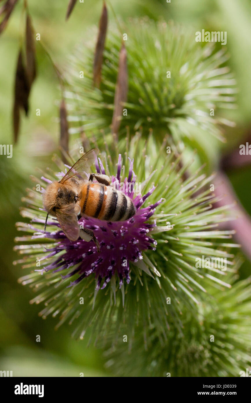 Busy Bee forrajeando en los pétalos de color púrpura de un cardo. Aislado en un borroso fondo verde. Foto de stock