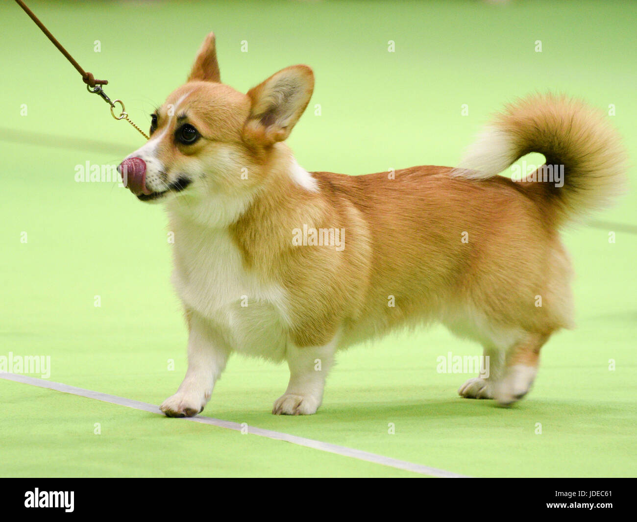 Welsh Corgi Pembroke en un dogshow Foto de stock