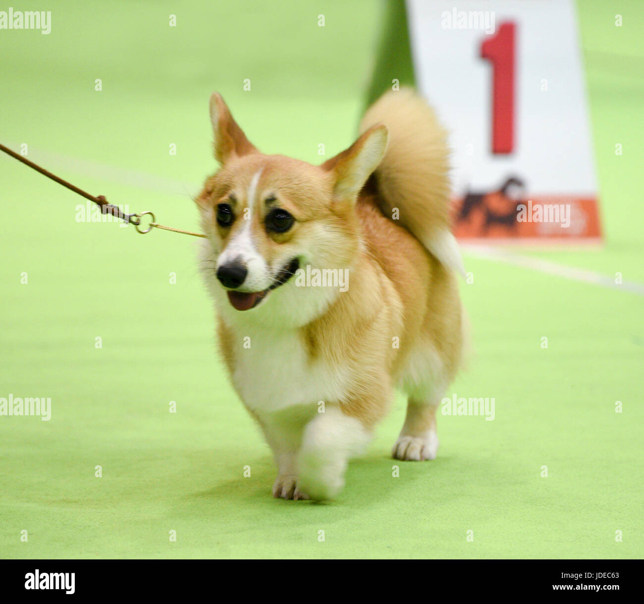 Welsh Corgi Pembroke en un dogshow Foto de stock