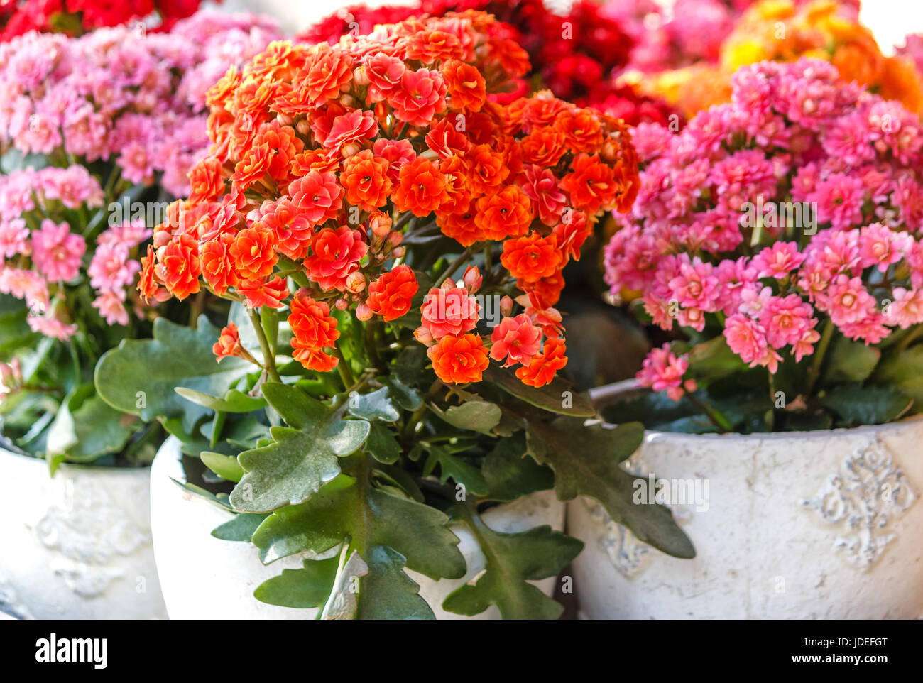 Kalanchoe blossfeldiana suculenta decorativa en macetas en diferentes  colores Fotografía de stock - Alamy
