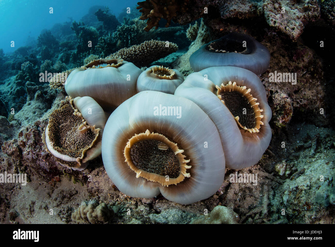 Oreja de Elefante Gigante, Amplexidiscus fenestrafer anémona, sur del Océano Pacífico, Fiji Foto de stock