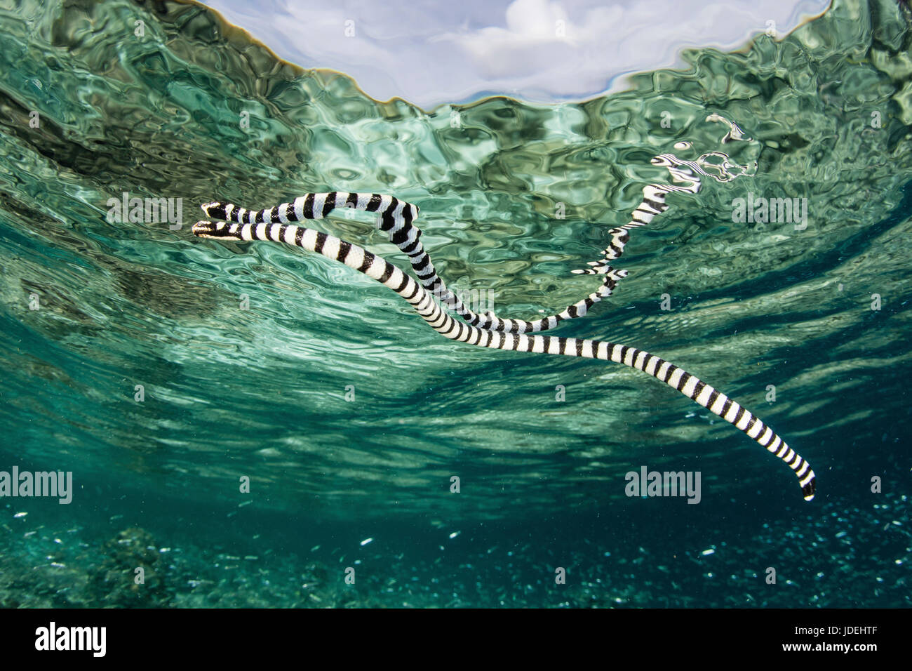 Mar anillados, Laticauda colubrina Krait, Raja Ampat, Papua Occidental, Indonesia Foto de stock