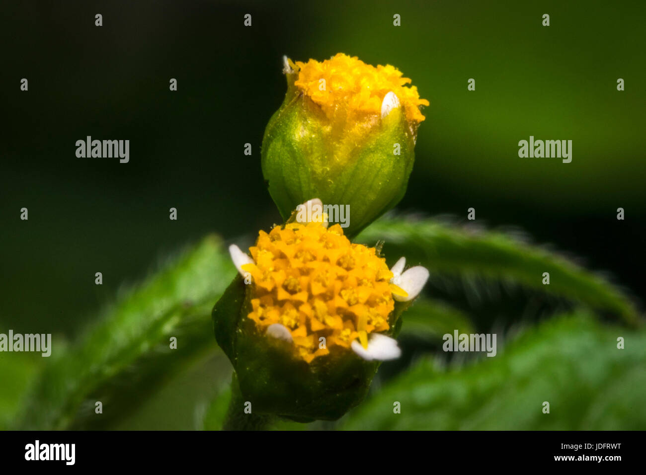 Poco amarillo galinsoga flores en un jardín. Foto de stock