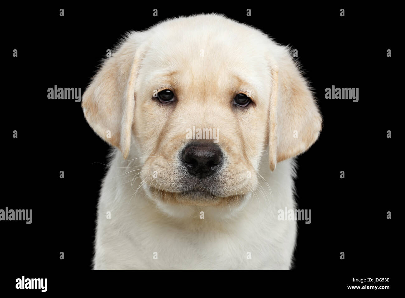 Labrador cachorro aislado sobre fondo negro Foto de stock