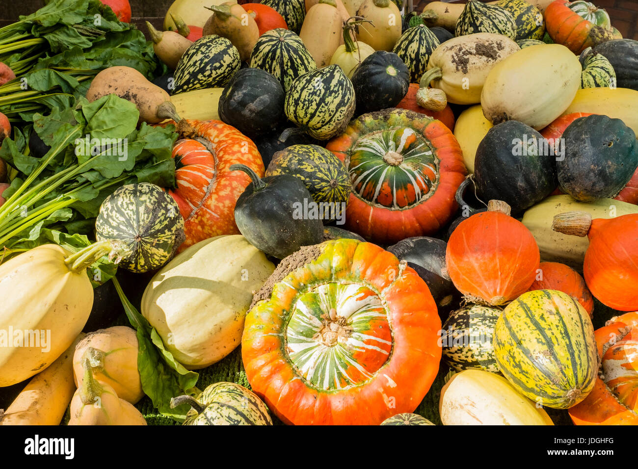 Pantalla a color de diversos vegetales, como las calabazas y zapallos Foto de stock