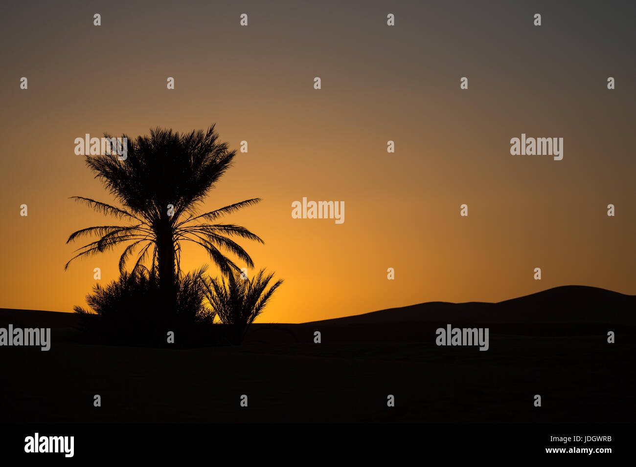 Bajo la luz naranja muestra la puesta de sol detrás de la silueta de una palmera en el desierto de Marruecos Foto de stock