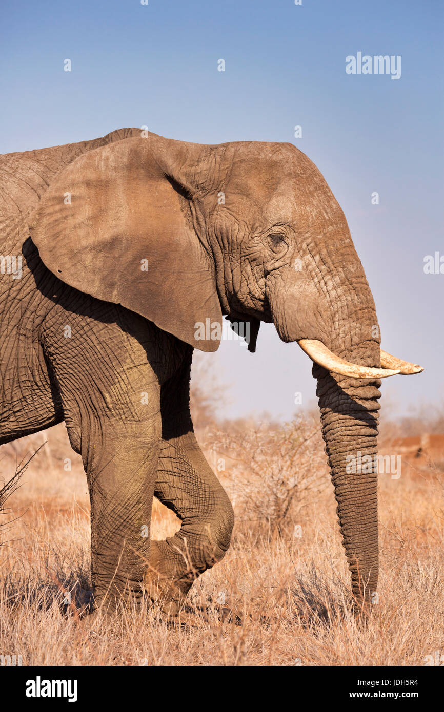 Un elefante en el Parque Nacional Kruger en Sudáfrica. Foto de stock