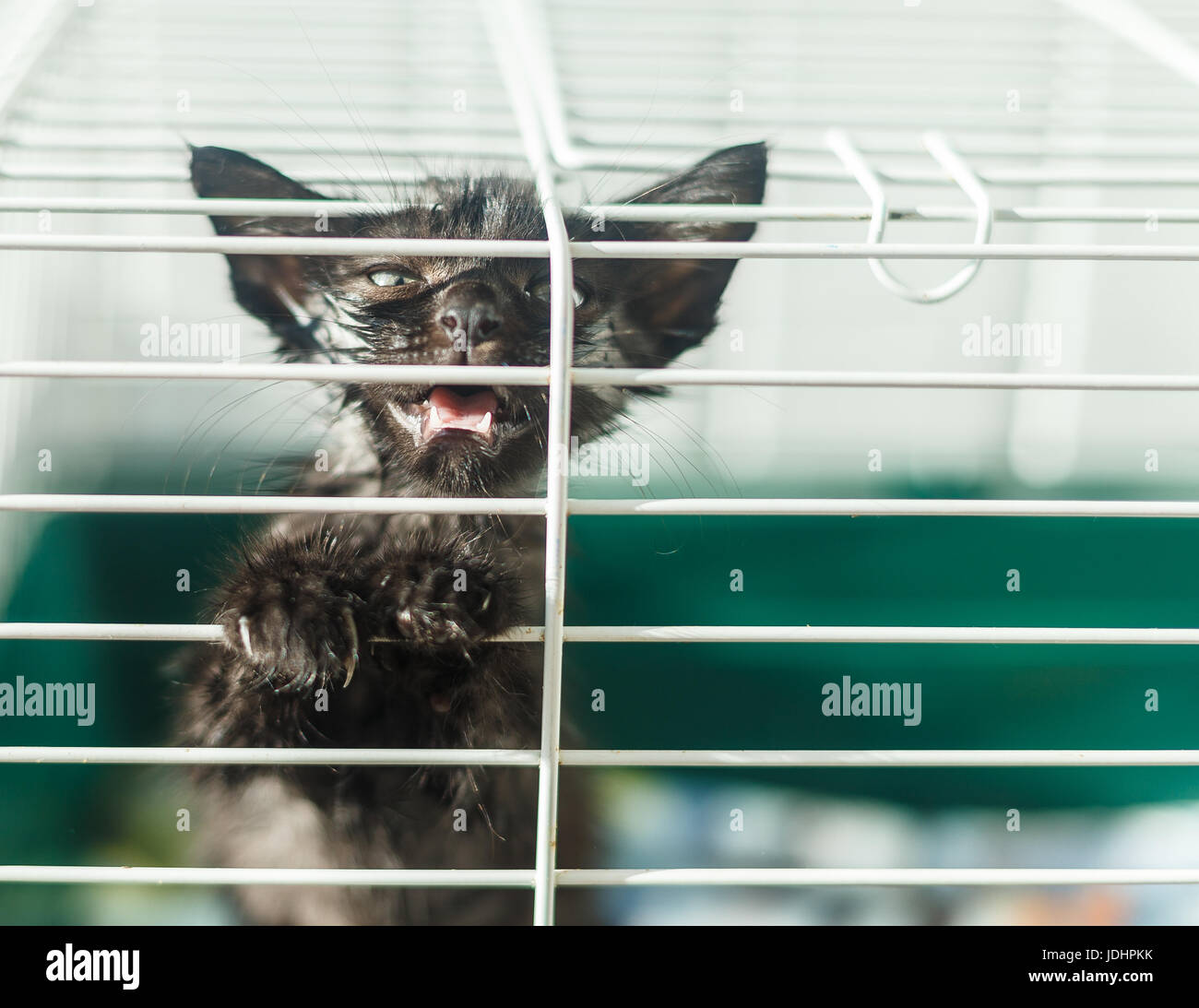 Homeless gatito en una jaula en un refugio de animales Foto de stock