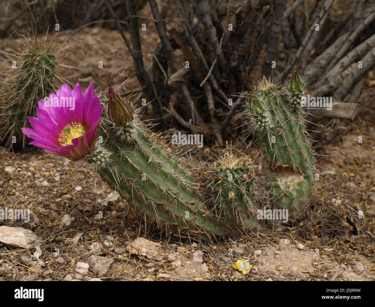 Una bella foto de un cactus de Arizona Foto de stock