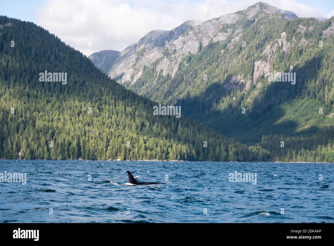 Un solitario resident Orca nadando en la distancia en el canal de ballenas, en The Great Bear Rainforest región de British Columbia, Canadá. Foto de stock