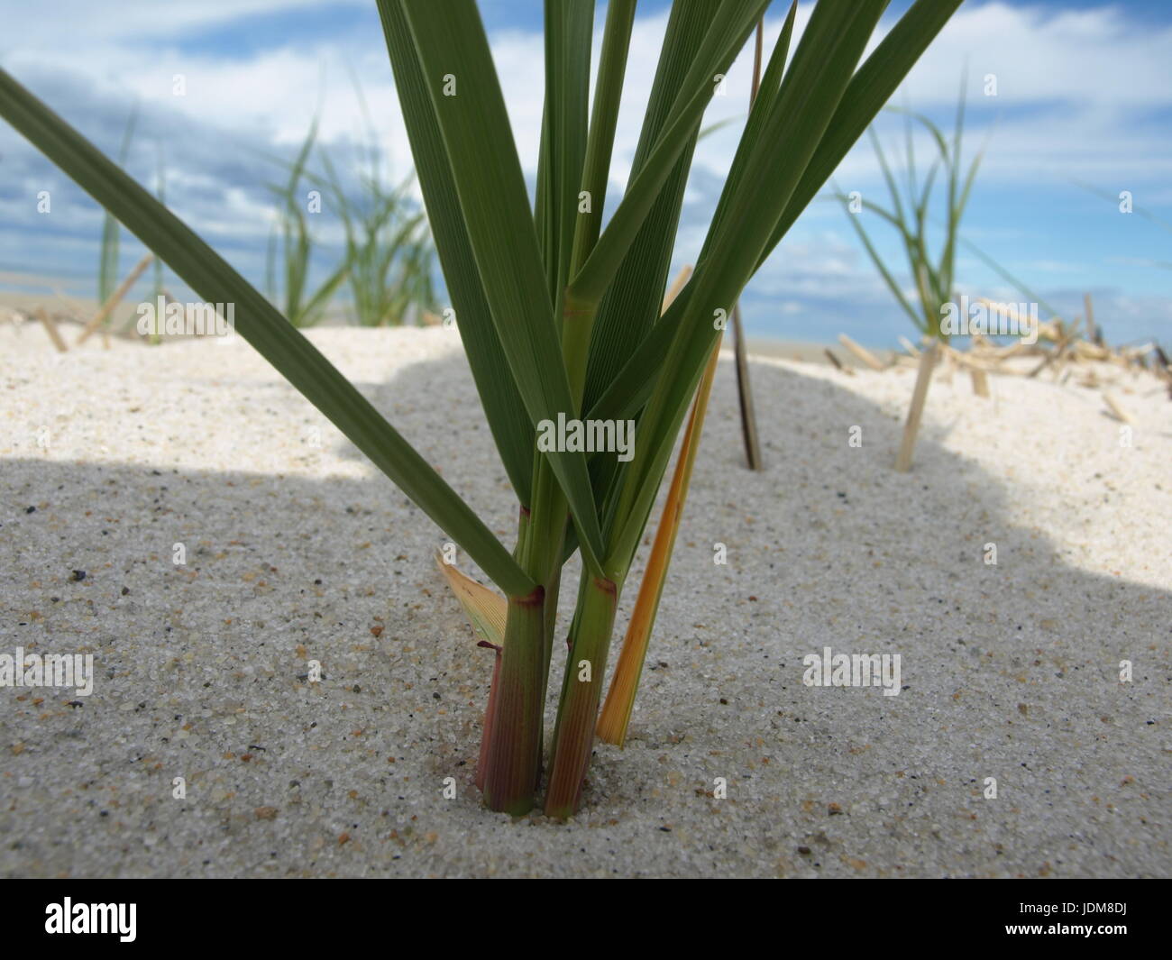 Una foto de la playa con un efecto de profundidad.foco delantero Foto de stock