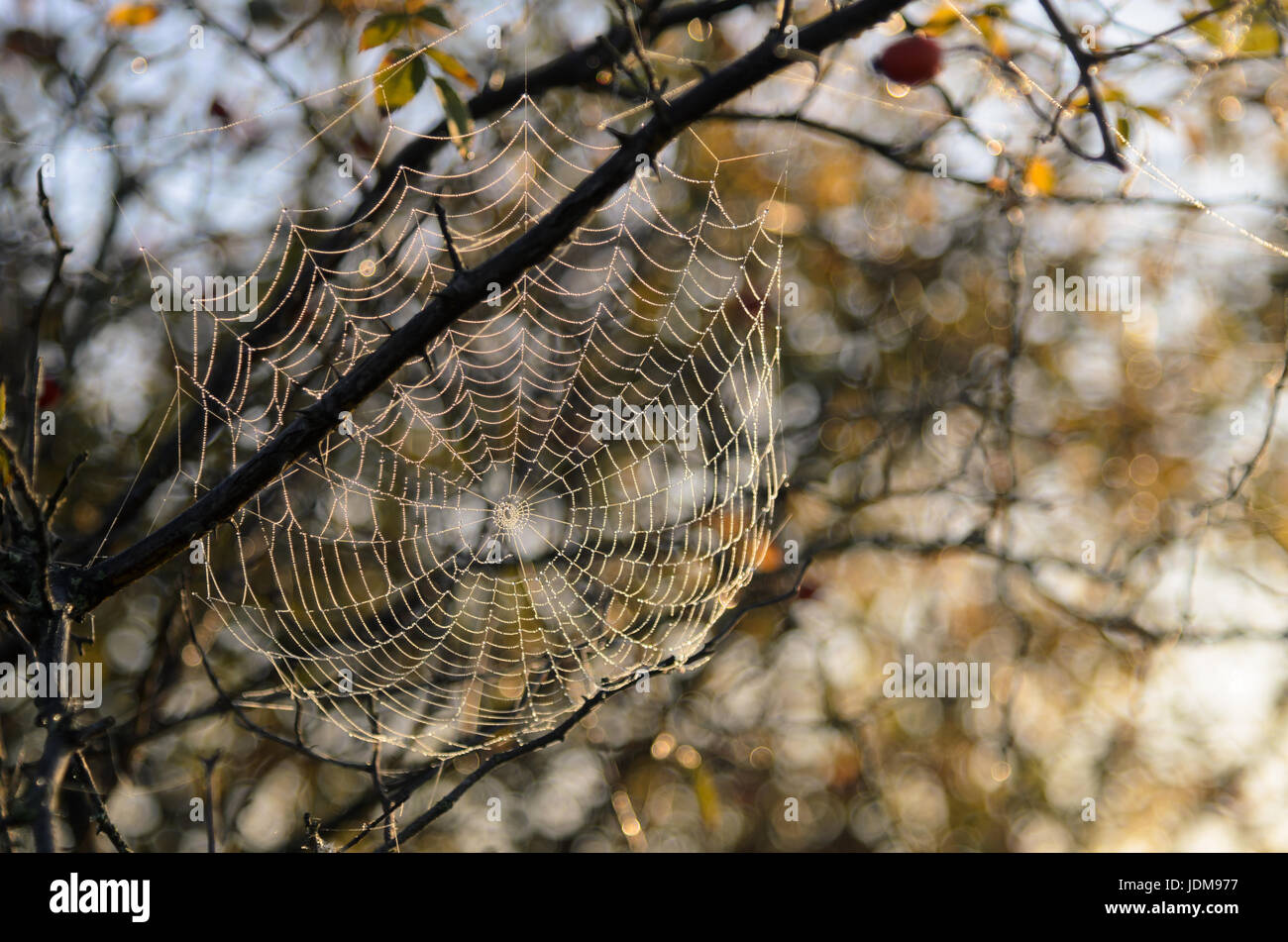 Tela de Araña cubiertos con gotas de rocío durante el verano indio en el Parque Nacional Hortobagy, Hungría Foto de stock