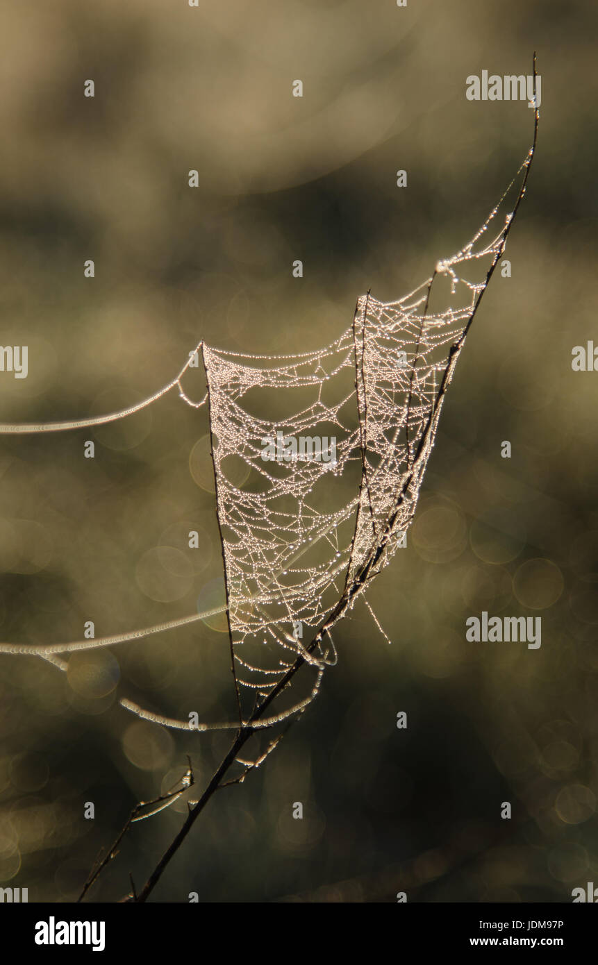 Telaraña sobre una ramita cubiertos con dewdrops en Parque Nacional Hortobagy, Hungría Foto de stock