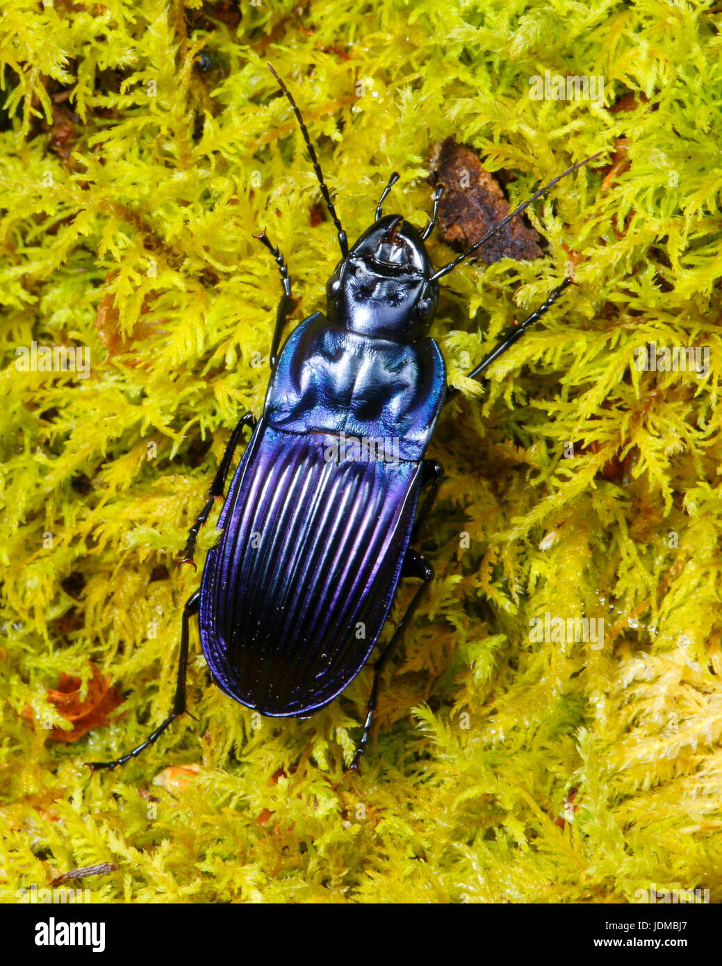 Cierre de un escarabajo de tierra violeta, Chalosoma claenius. Foto de stock