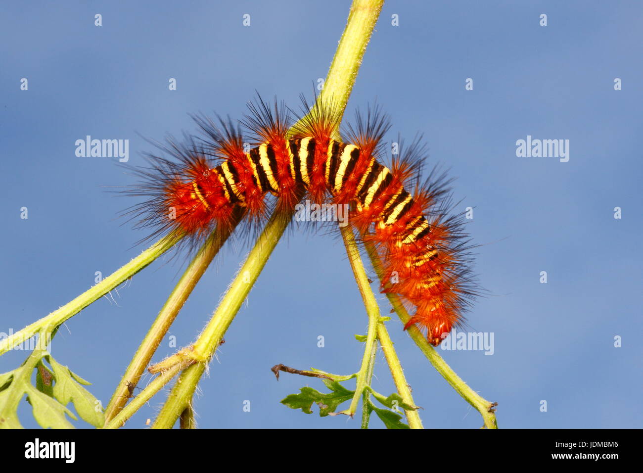 Un eco de polilla, Caterpillar Seirarctia echo, rastrea en una planta de tallo. Foto de stock
