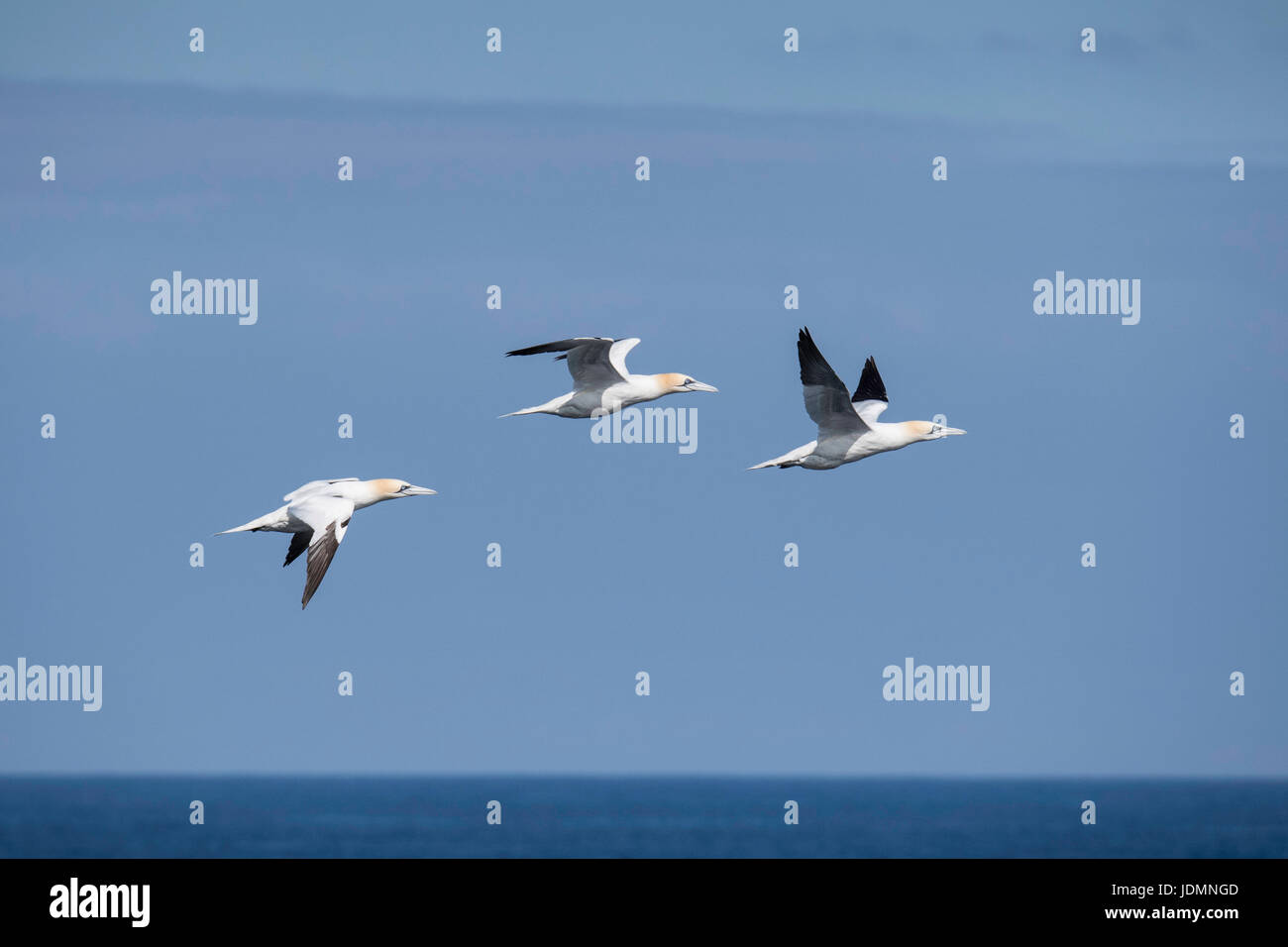 Tres Norte de Gannett, Morus bassanus volando cerca de Moray Firth, Scotland, Reino Unido Foto de stock