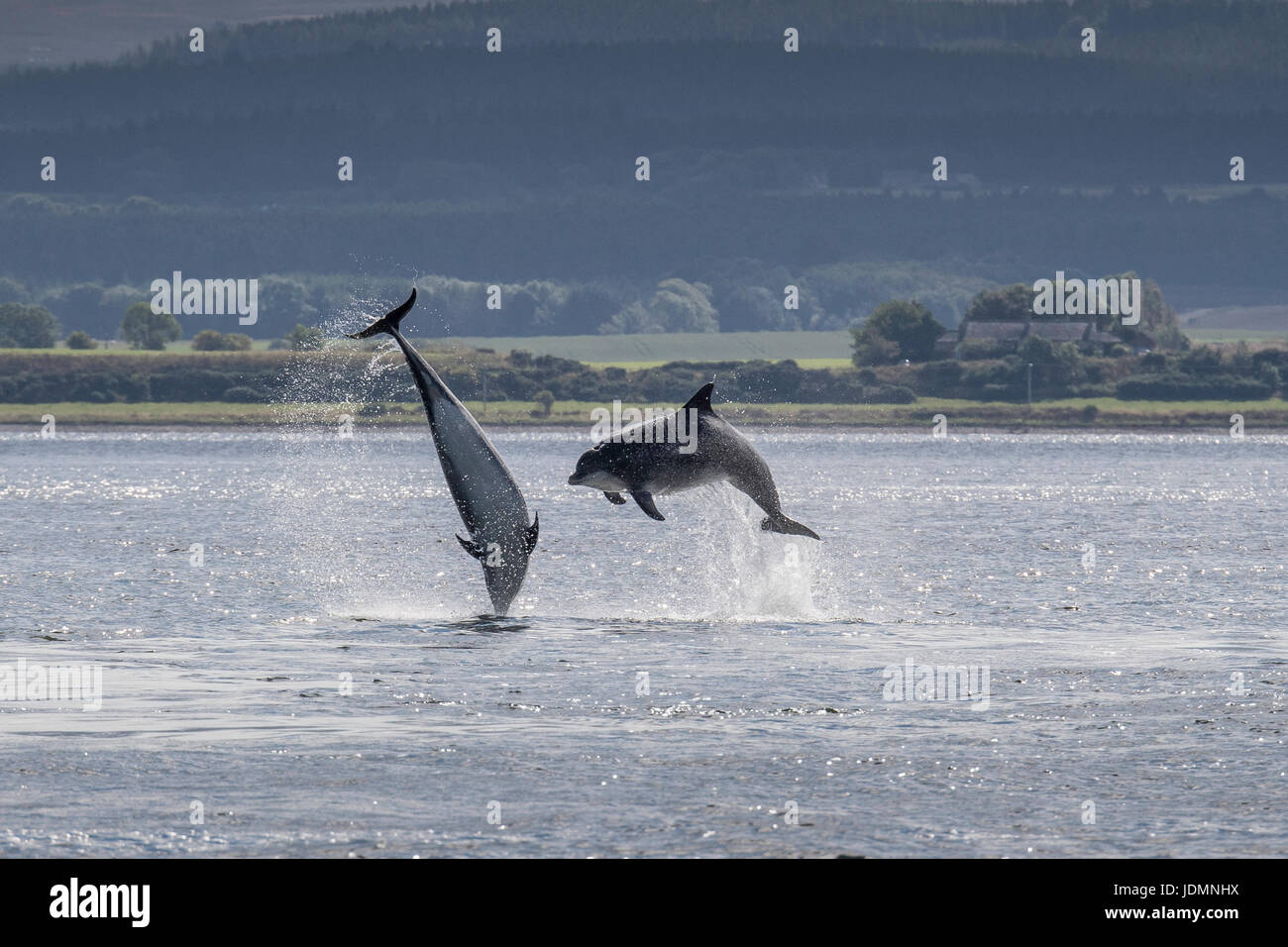 Dos común, Delfín mular Tursiops truncatus, violar al unísono en punto Chanonry, Black Isle, Moray Firth, Scotland, Reino Unido Foto de stock