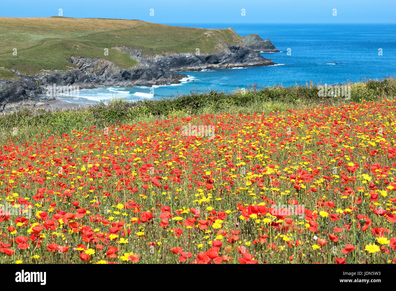 Amapolas y maíz caléndulas, flores silvestres en la costa cerca de porth broma, pentire, Cornwall, Inglaterra, Gran Bretaña, Reino Unido. Foto de stock
