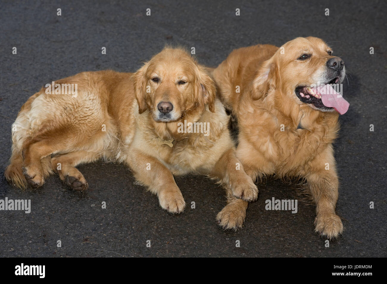 Una perra golden retriever y el perro se encuentran en estrecha proximidad  después de que sus propietarios se reunieron para discutir un posible  apareamiento Fotografía de stock - Alamy