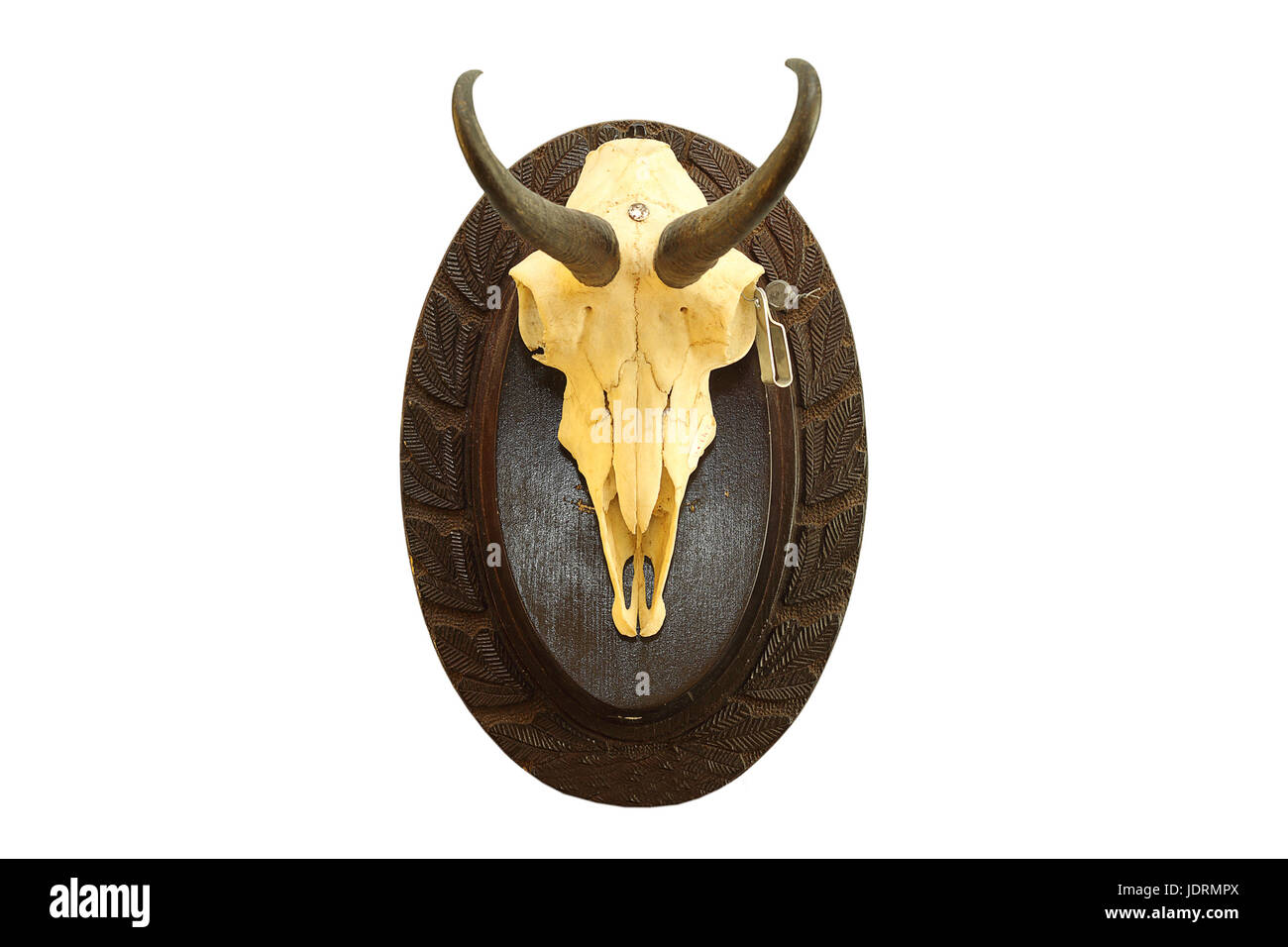 Rupicapra rupicapra trofeo de caza aislado sobre blanco, gamuzas cráneo Foto de stock