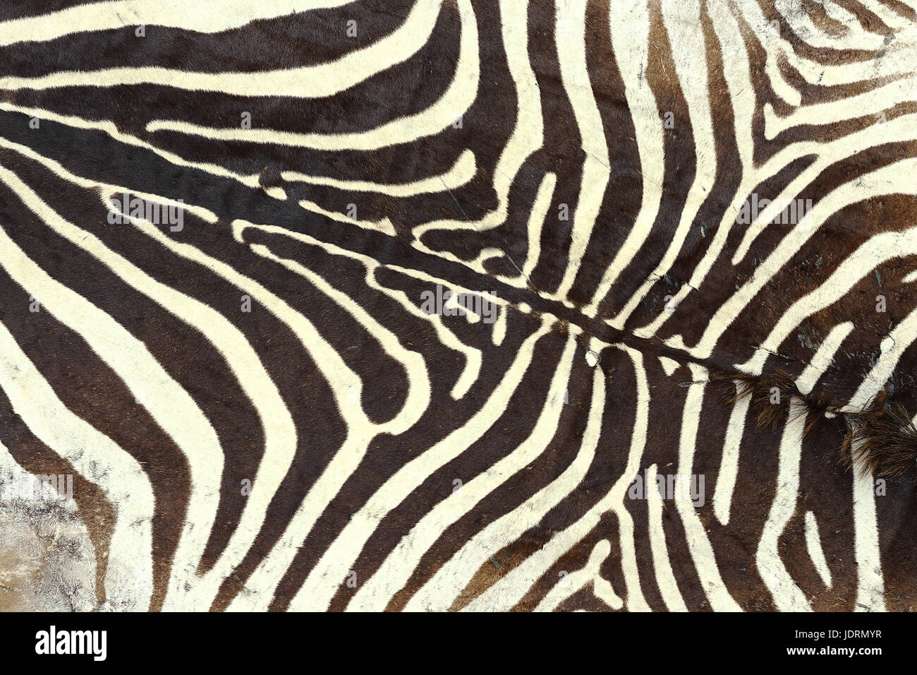 Textura de zebra viejo pelt, detalle de un animal cazado Fotografía de