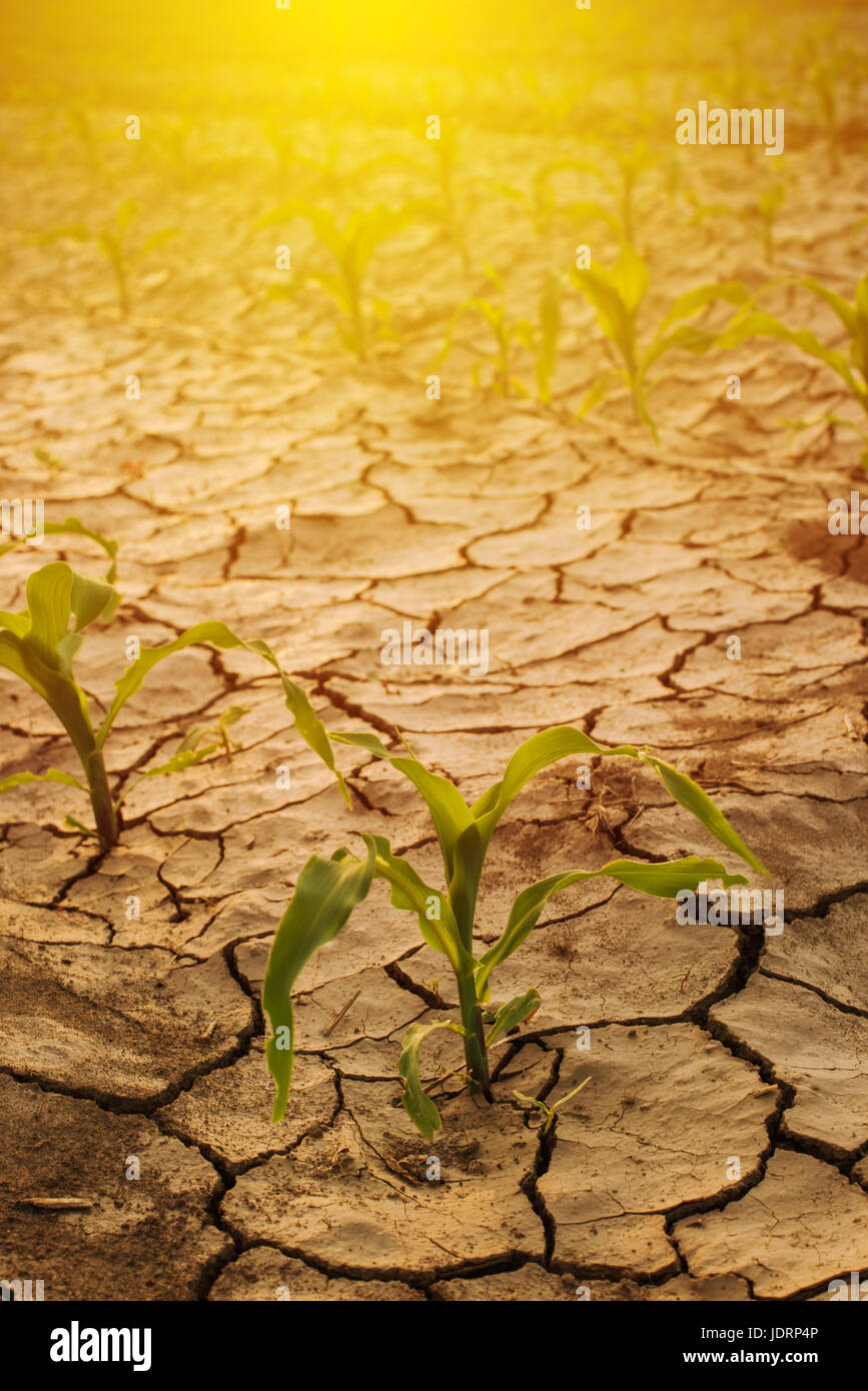 Campo de maíz la sequía, tierra seca con barro grietas Foto de stock