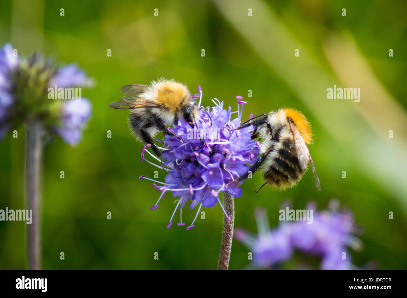 Dos abejas en demonios scabious bits Foto de stock