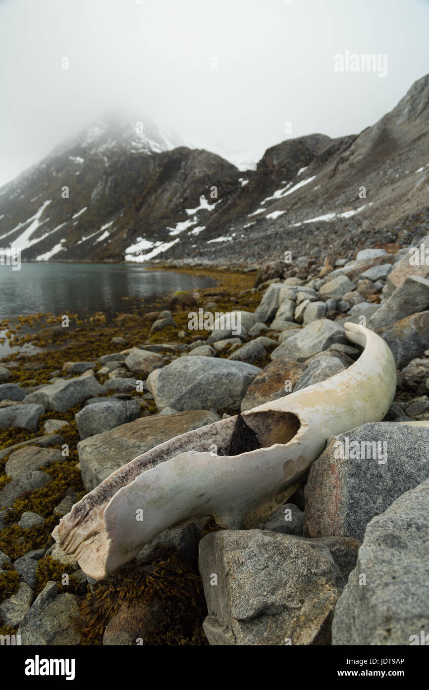 Costillas de ballena enorme mentira en la playa en Spitzbergen, una fiesta para los últimos osos polares y zorros Foto de stock