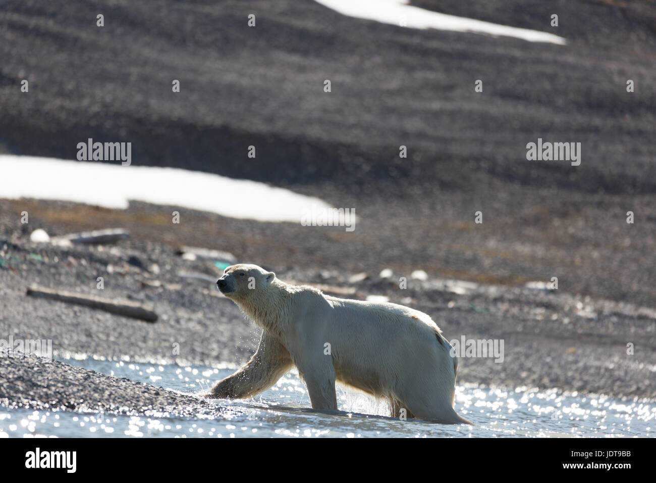 Un oso polar adulto camina en tierra en una playa de guijarros en Mushamna, Spitzbergen Foto de stock