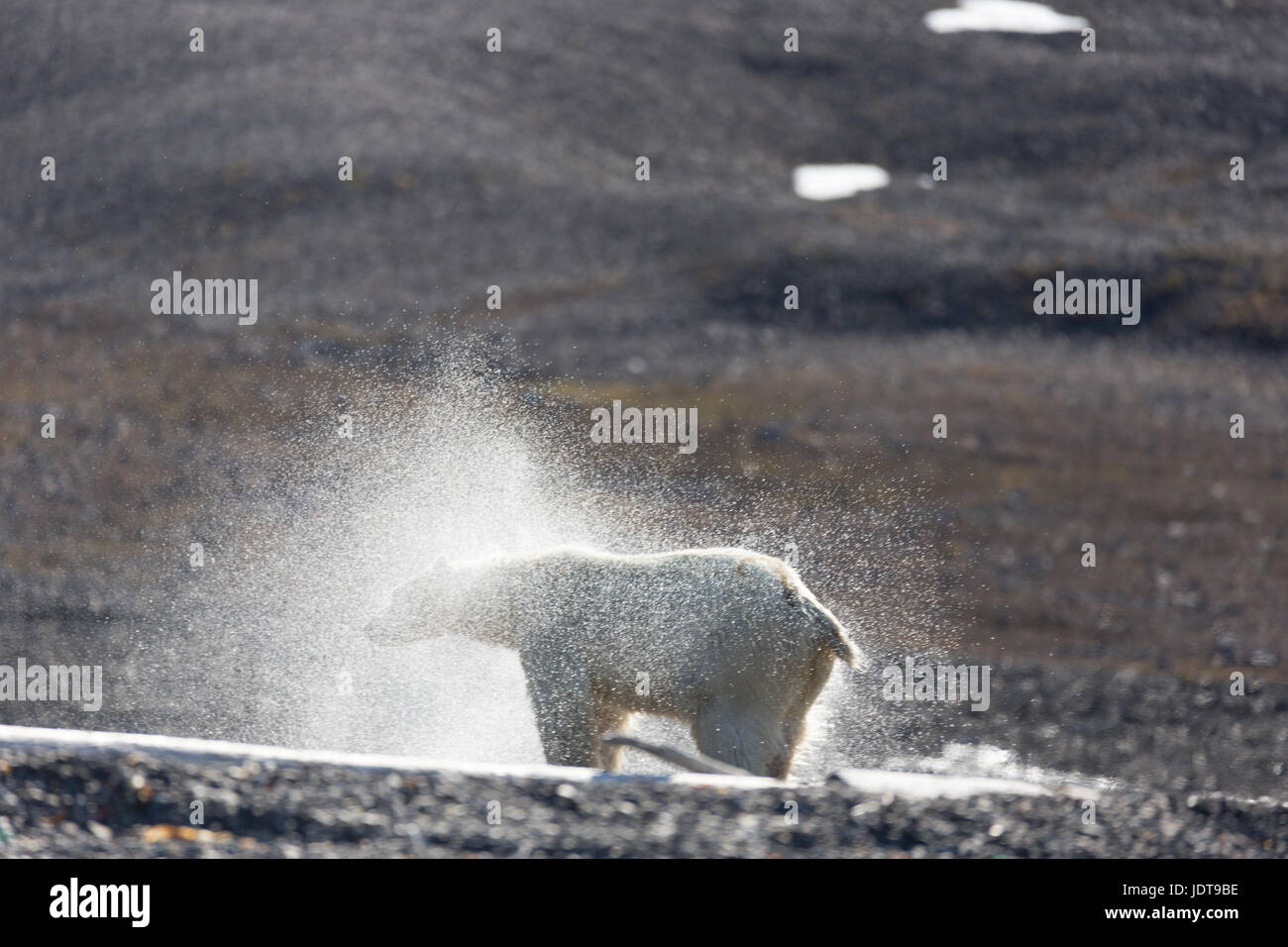 Un oso polar adulto sacude a sí mismo en tierra seca después de caminar sobre una playa de guijarros en Mushamna, Spitzbergen Foto de stock