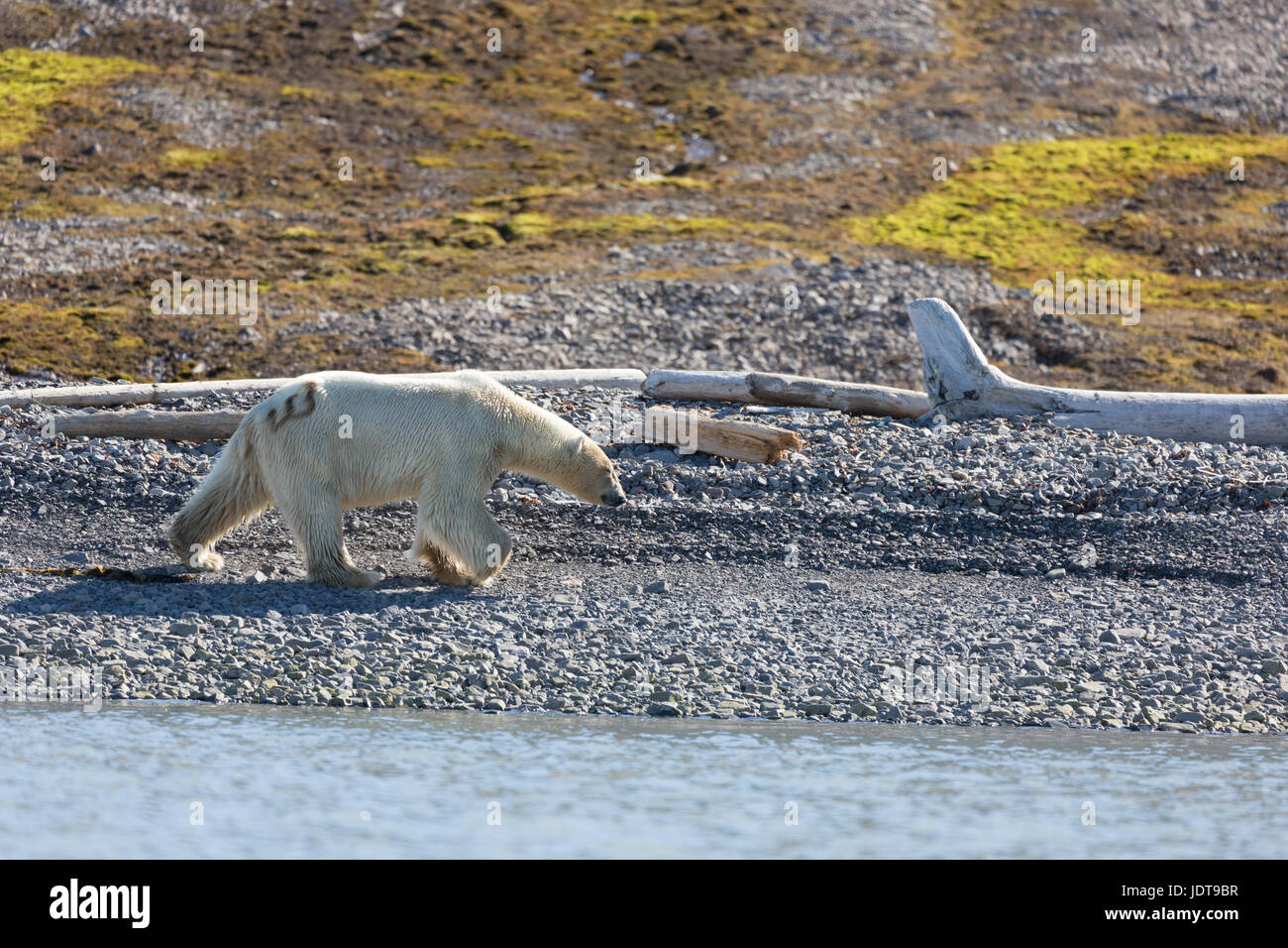 Un oso polar adulto camina por la playa de guijarros en Mushamna, Spitzbergen Foto de stock