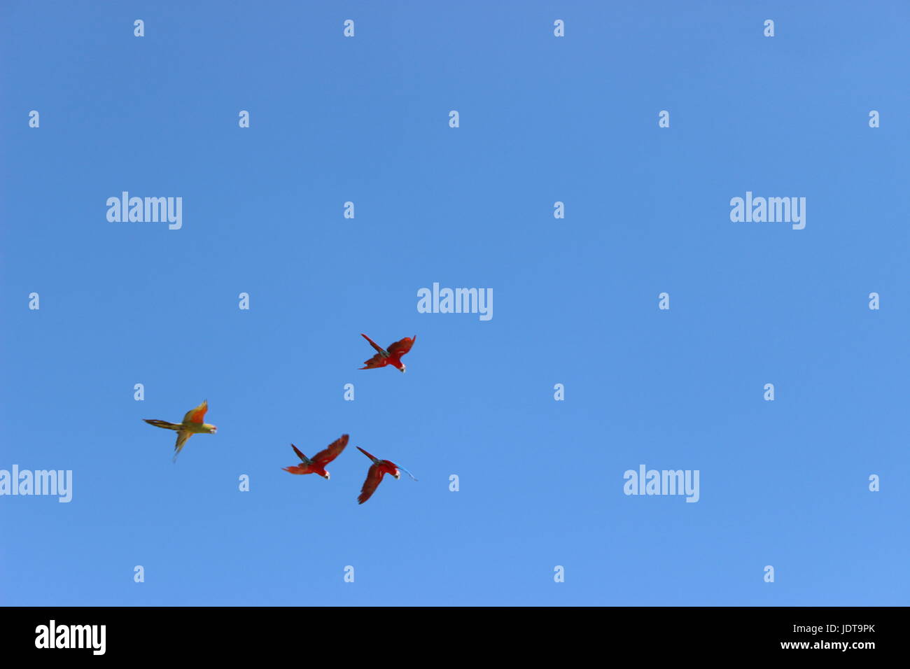 Algunos coloridos pájaros en un cielo azul brillante Foto de stock
