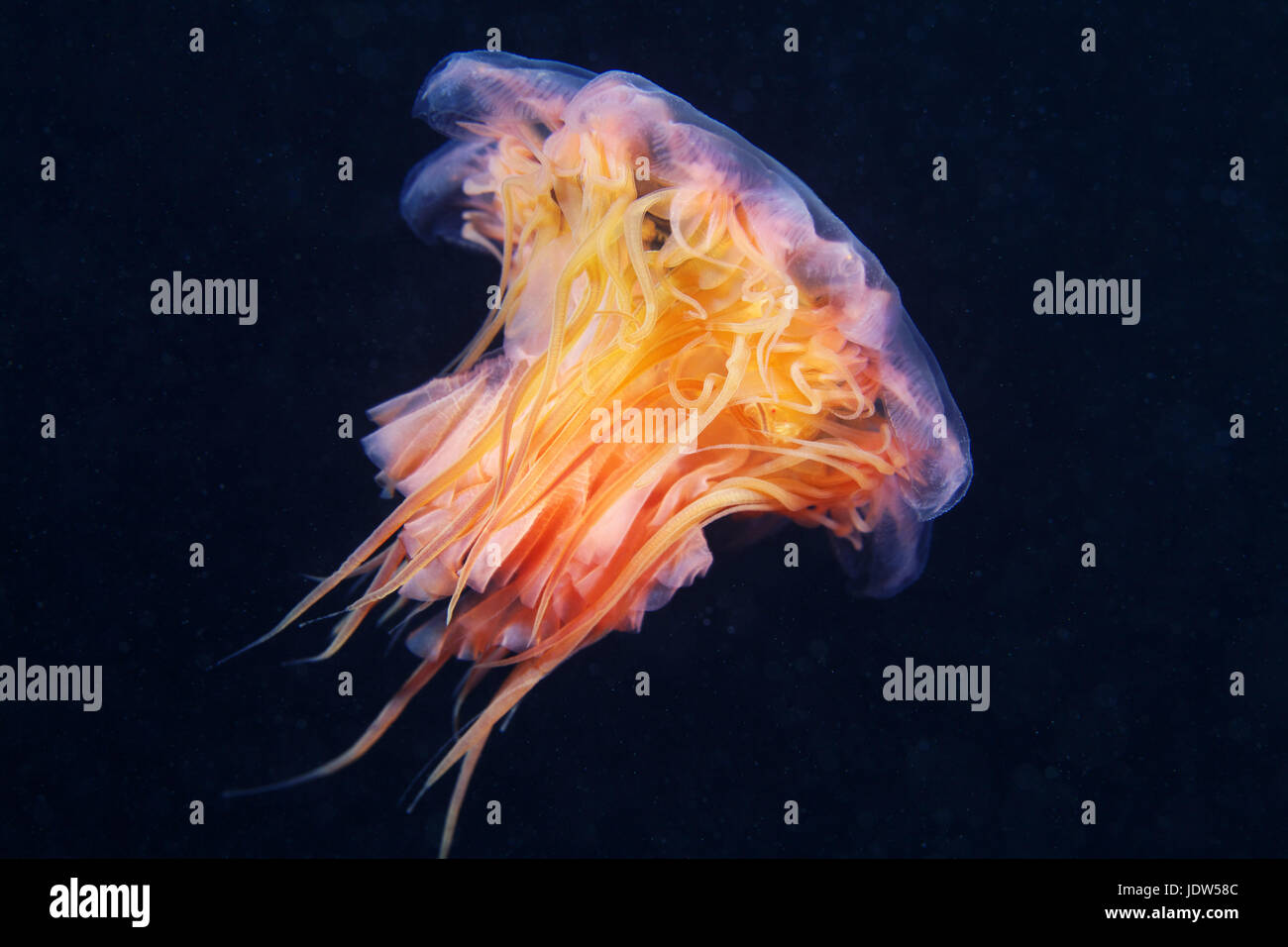 Lion's mane (Medusa Cyanea en capillata) Foto de stock