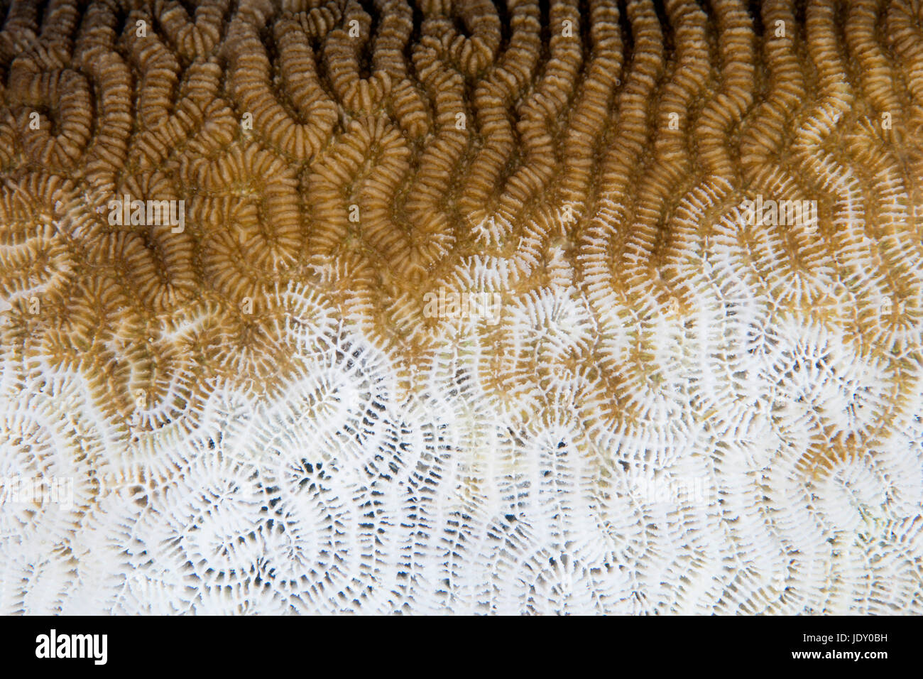 El blanquimiento de los corales, Melanesia, el Océano Pacífico, las Islas Salomón Foto de stock