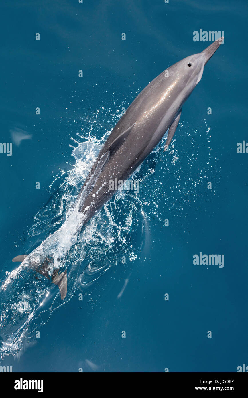 Delfines, Stenella longirostris, Melanesia, el Océano Pacífico, las Islas Salomón Foto de stock