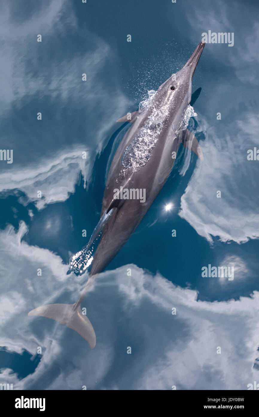 Delfines, Stenella longirostris, Melanesia, el Océano Pacífico, las Islas Salomón Foto de stock