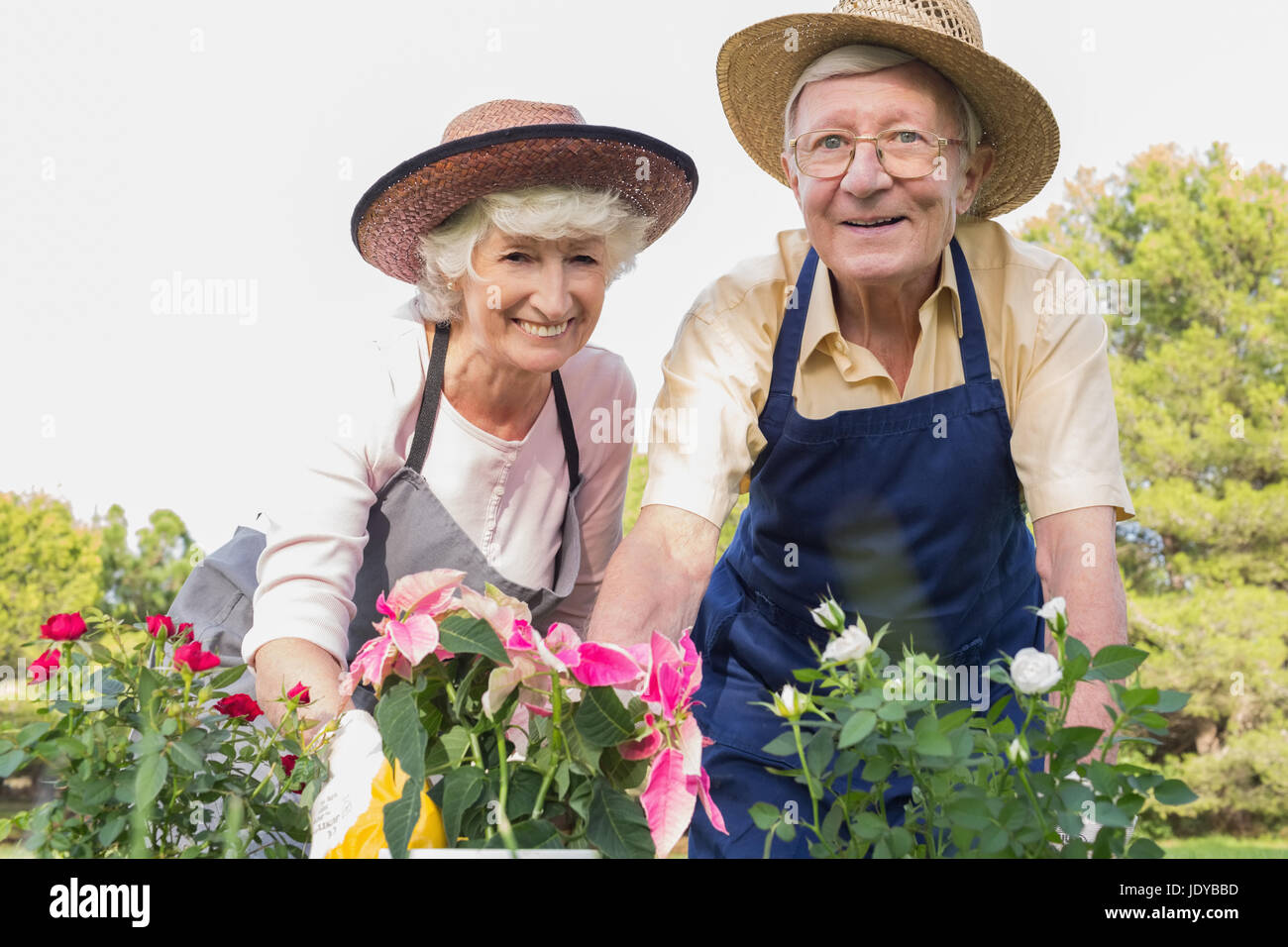 Pareja de ancianos usando sombreros de paja jardinería juntos Foto de stock