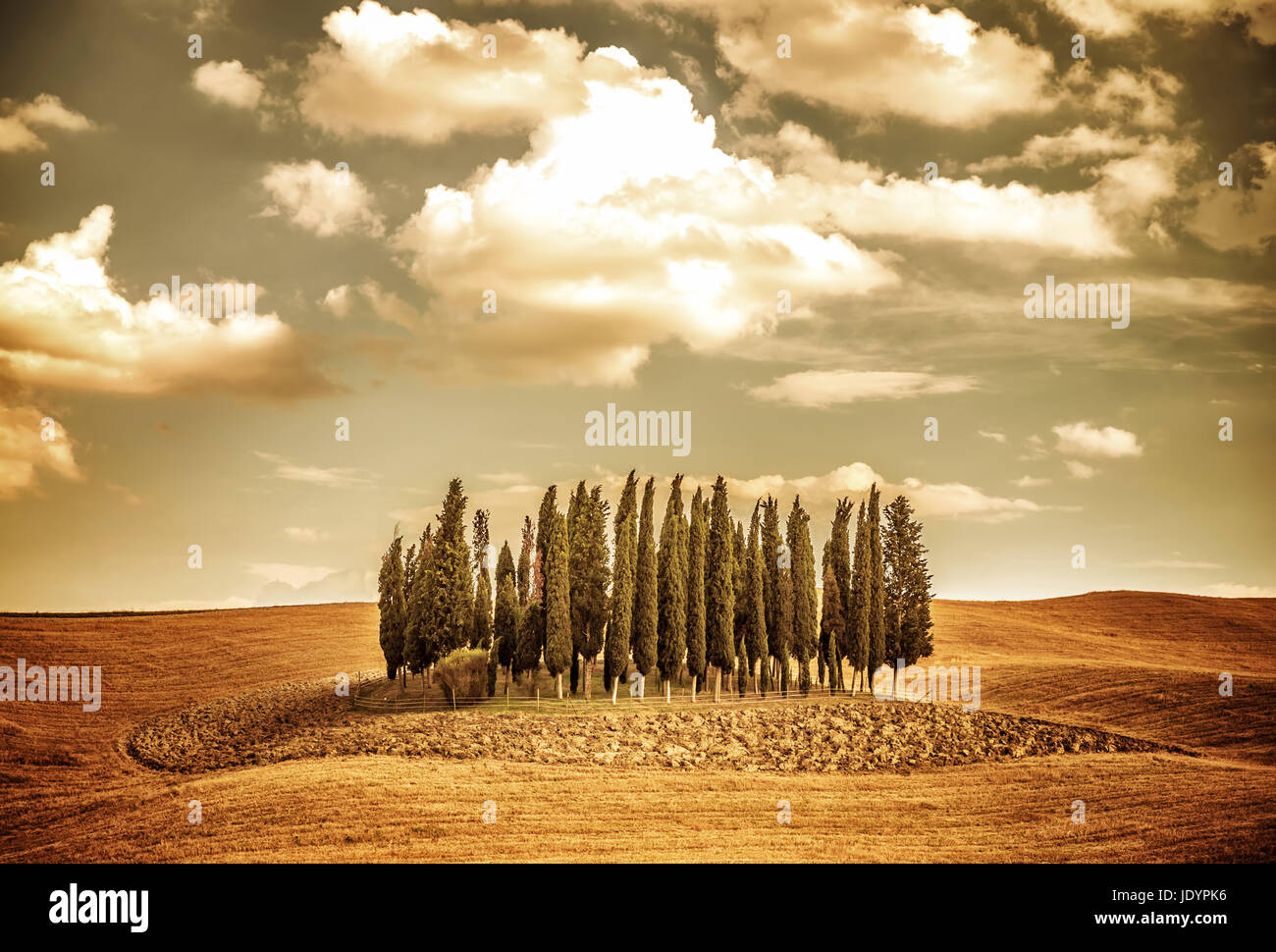 Hermoso paisaje de otoño vintage, varios árboles en oro esfera seca, la belleza la otoñal, panorama de la campiña Toscana, Italia Fotografía de stock - Alamy