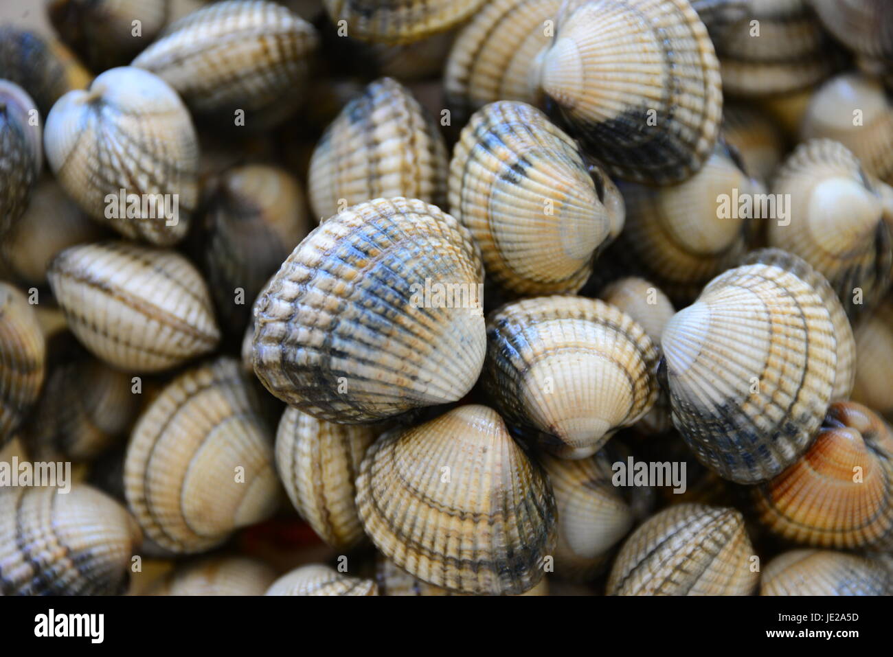 Berberechos - España Foto de stock