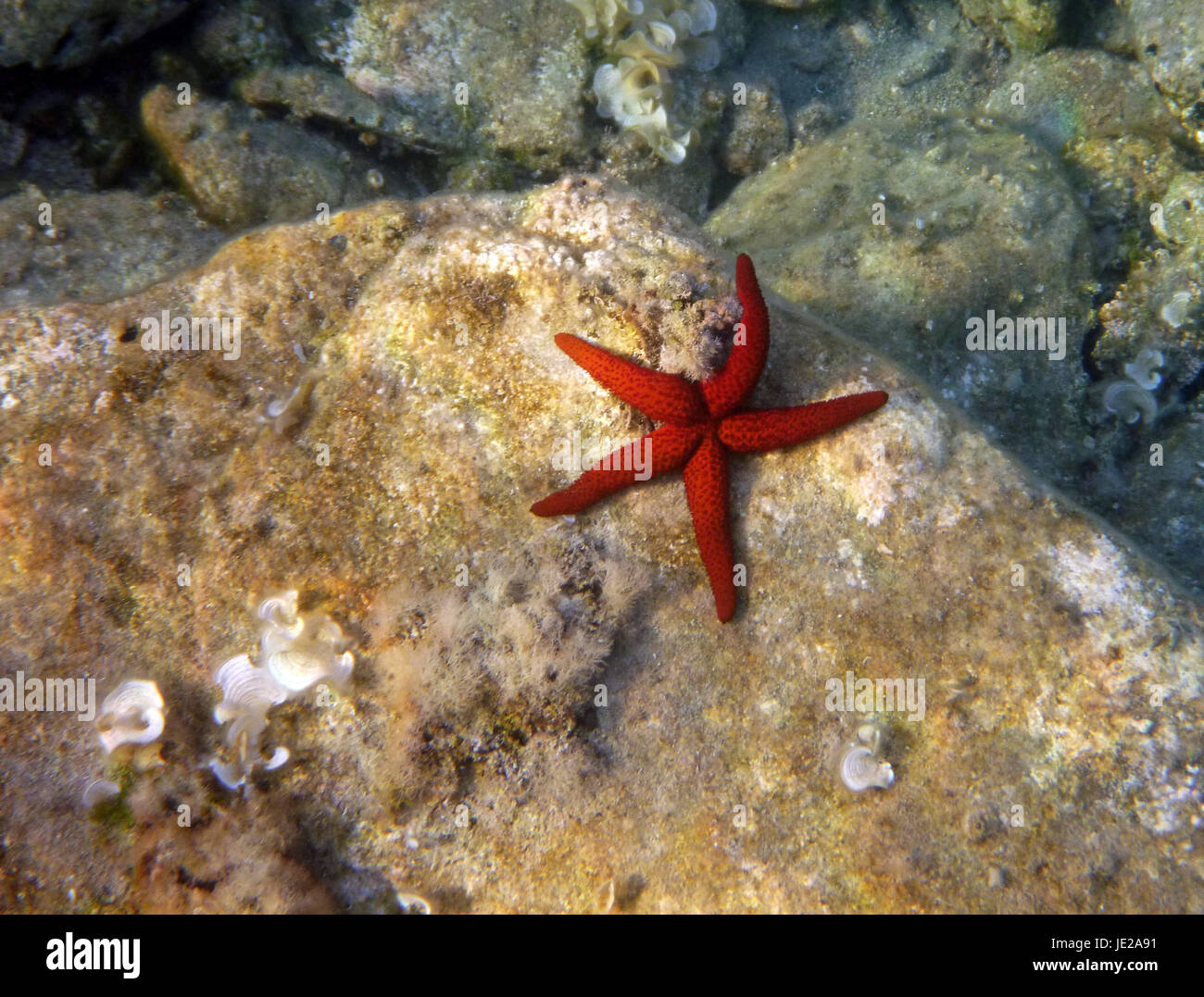 Estrella de mar unterwasseraufnahme fotografías e imágenes de alta