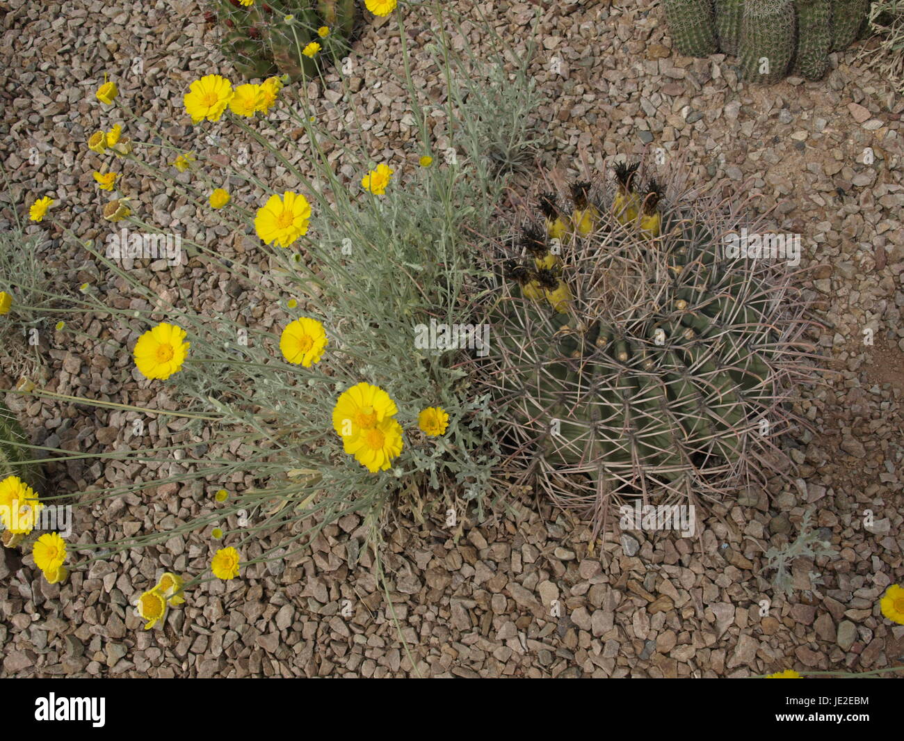 Flor amarilla sobre cactus esféricos Foto de stock