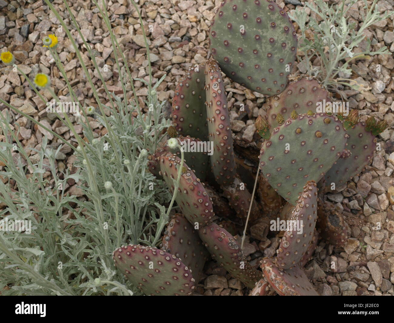 Nopales en Arizona Foto de stock
