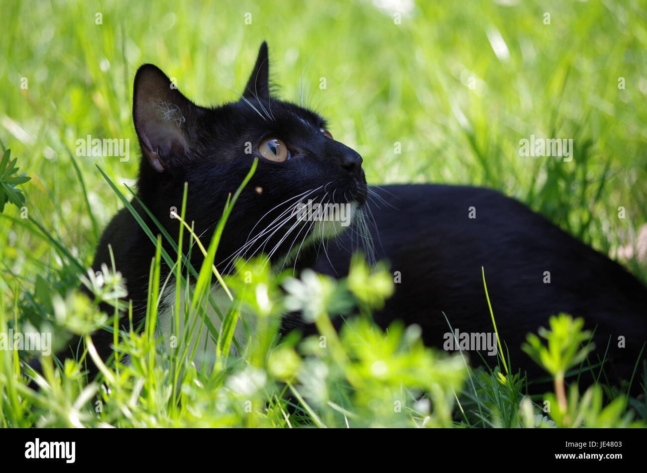 Schwarze katze junge katze Foto de stock