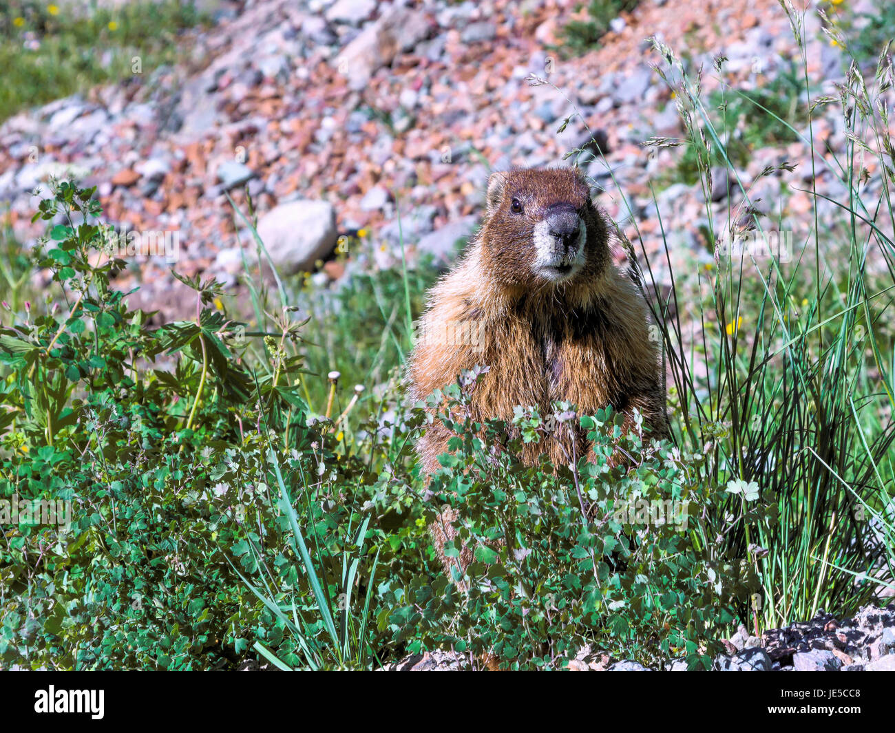 Qué preciosidad esta marmot es. Foto de stock
